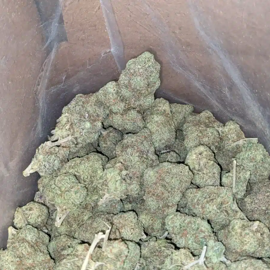 Pineapple skunk 3 I Pineapple Skunk