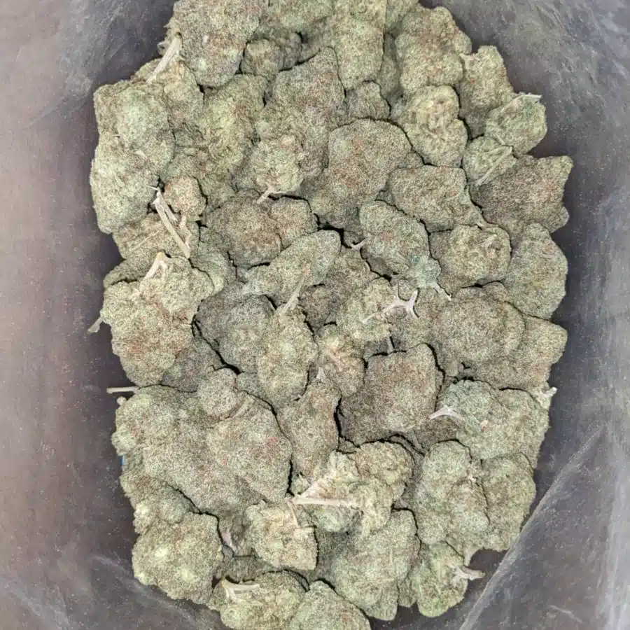 Pineapple skunk 4 I Pineapple Skunk