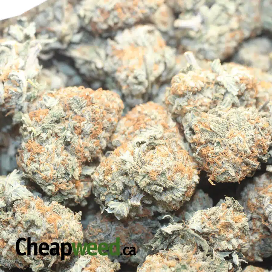 QUAN KUSH 3 I Quantum Kush