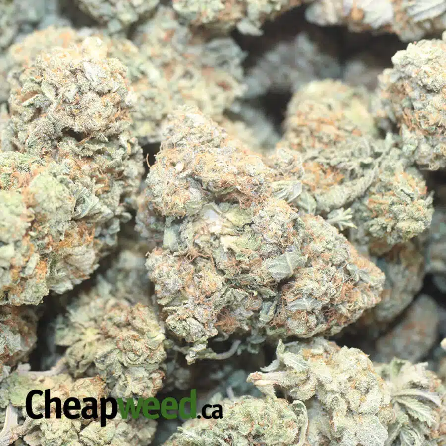 SWEET DREAMS 3 I $57 Oz - Sweet Dream