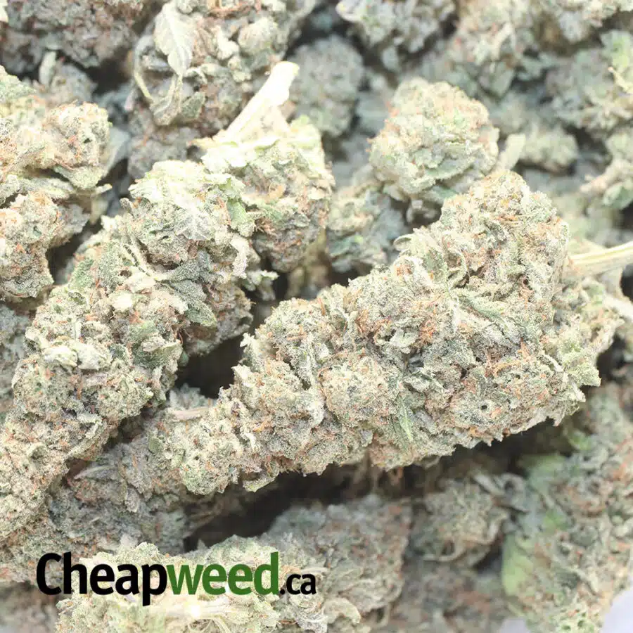 T MAC 1 I Tony's Miracle Alien Cookies