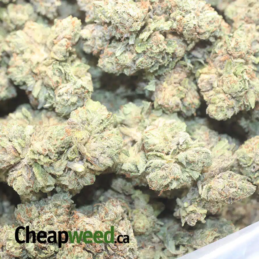 T PK 1 I Tony's Purple Kush