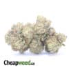 Tony's Purple Kush