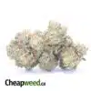 Tony's Purple Kush