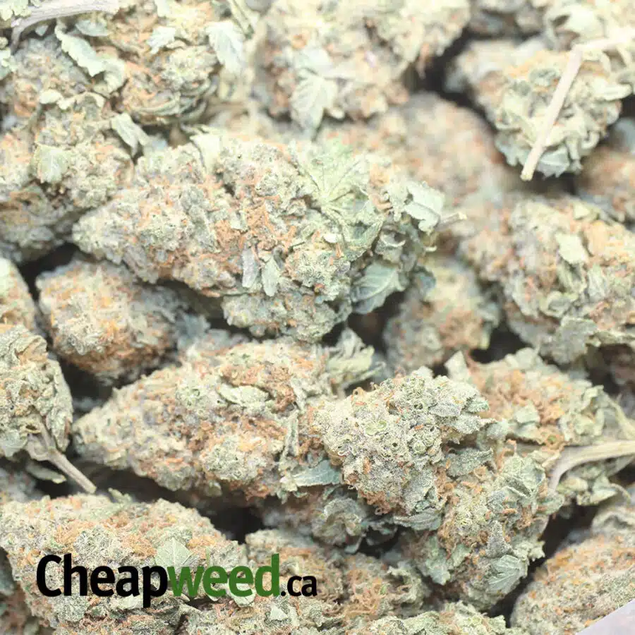 WSBV 1 I White Strawberry Cough