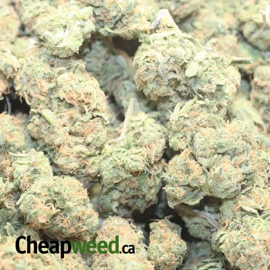 ZEDD 3 I Zombie Kush OG
