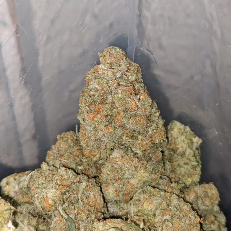 california tuna 4 I California Tuna