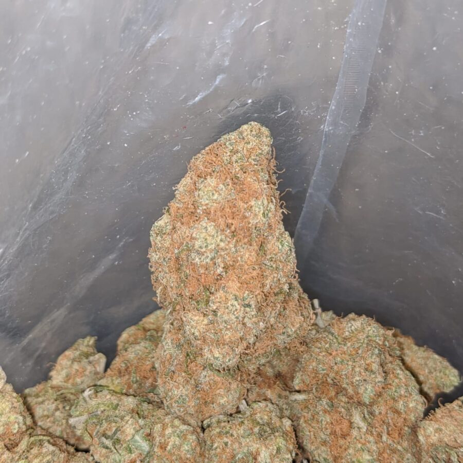 chocolate haze deal of the day smalls 3 I Chocolate Haze - *Deal Of The Day*