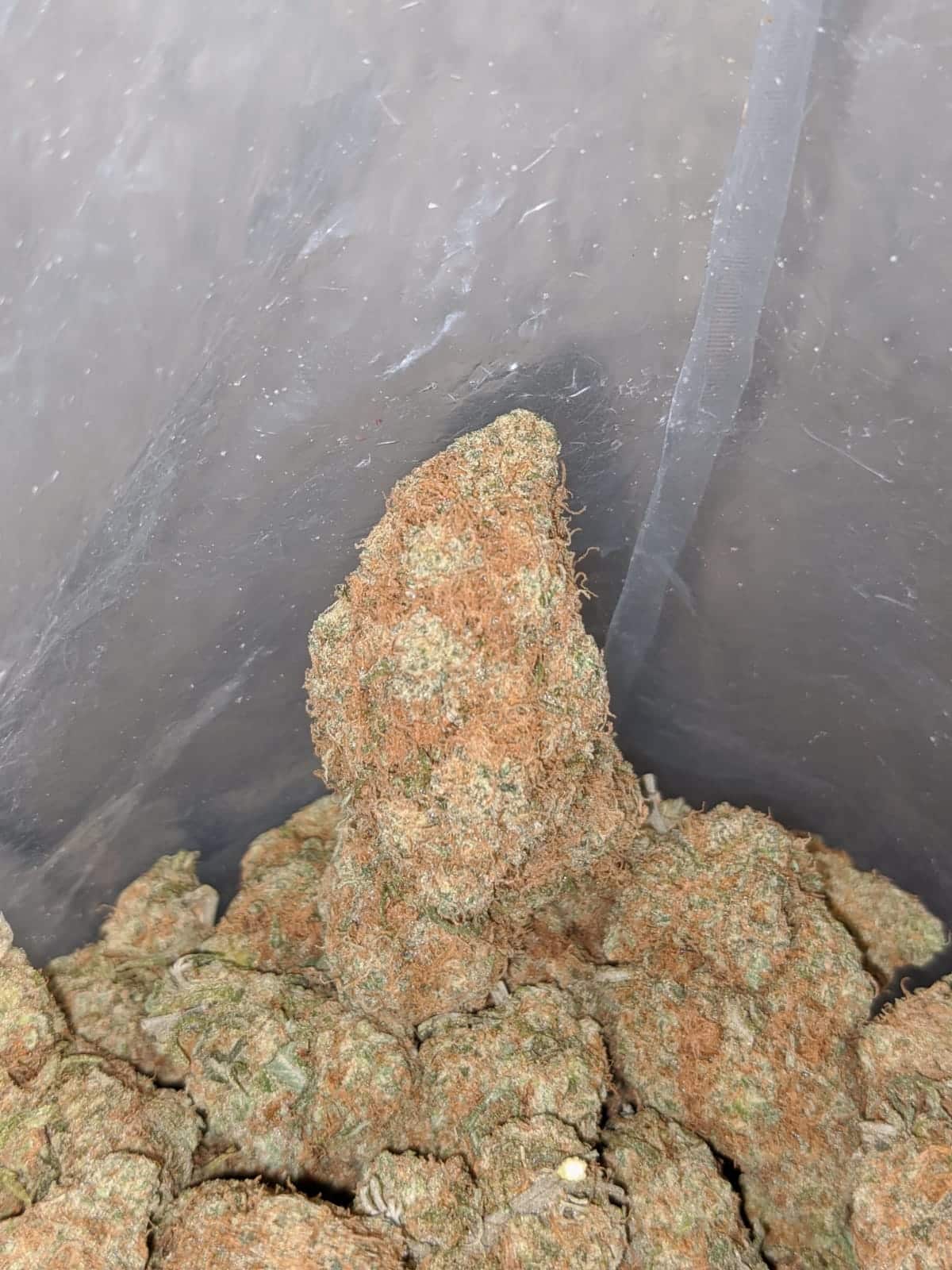 Chocolate Haze - *Deal Of The Day* - Image 4