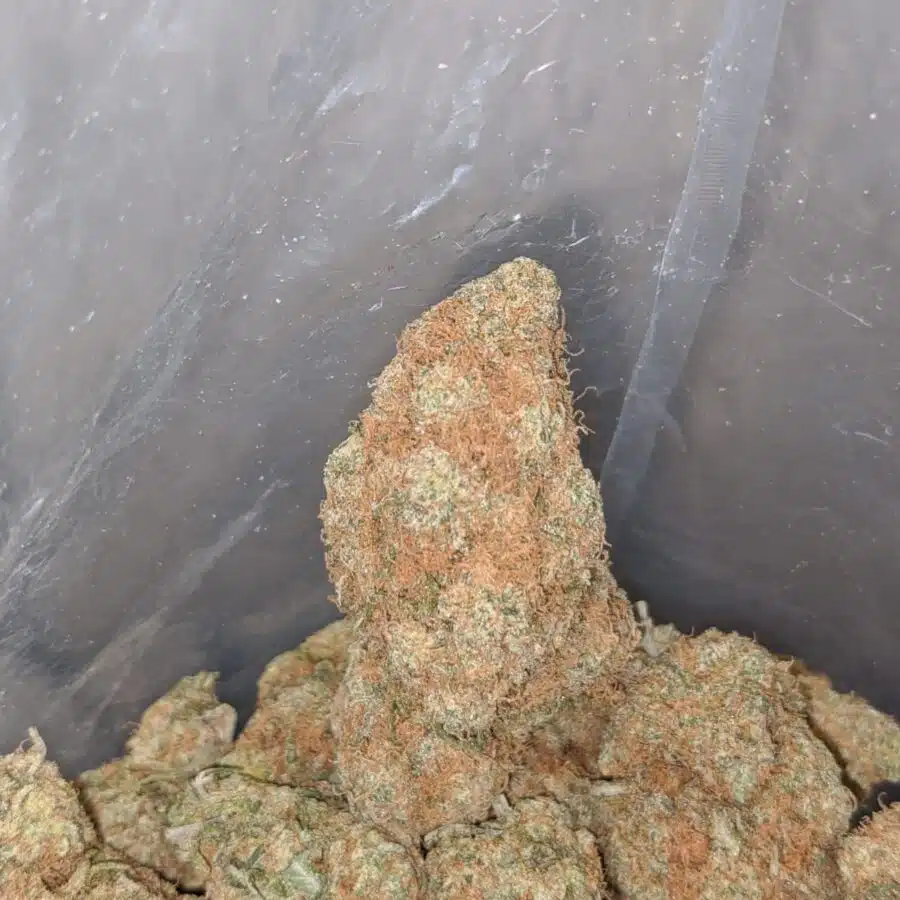 chocolate haze deal of the day smalls 4 I Chocolate Haze - *Deal Of The Day*
