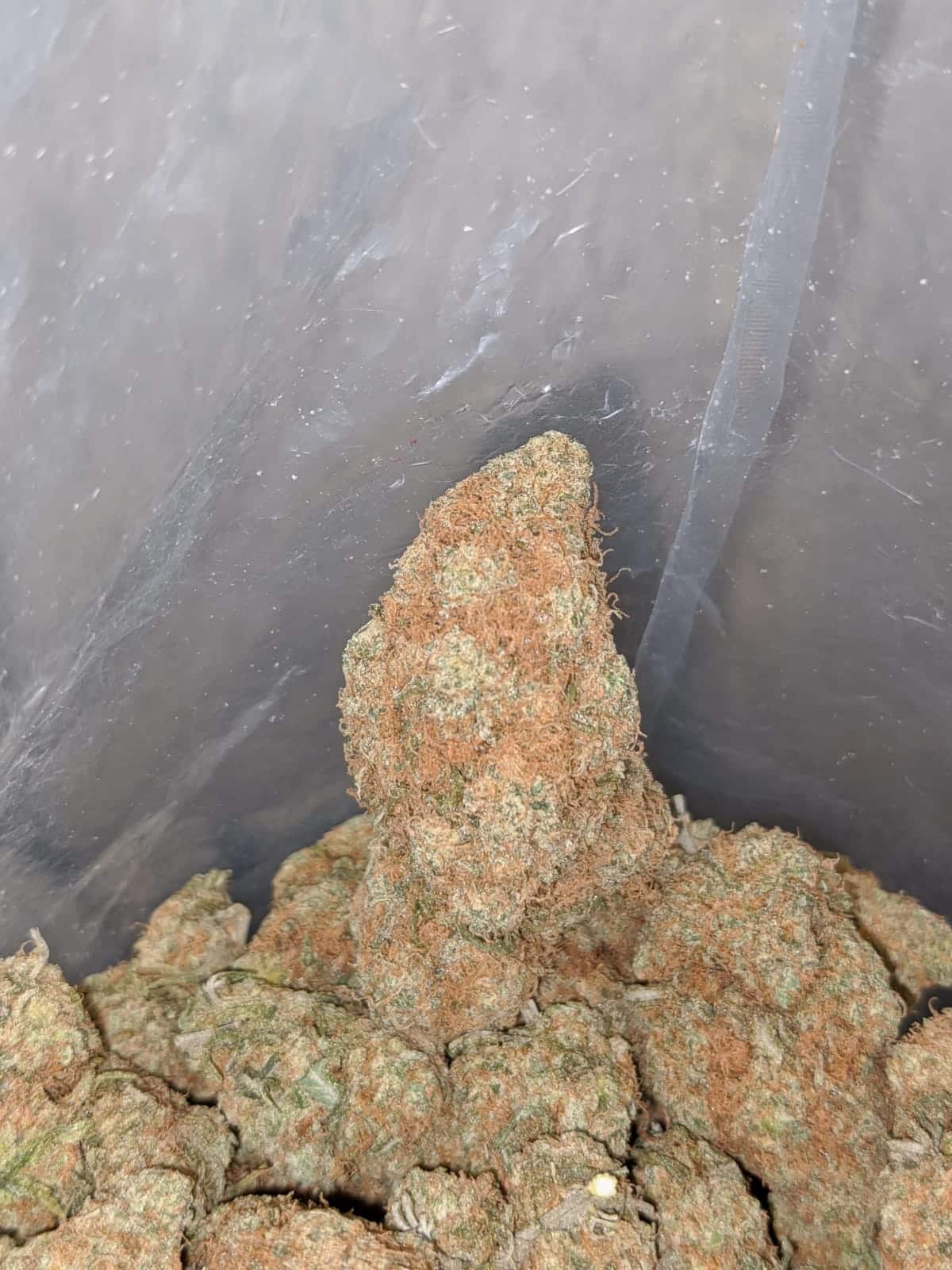 Chocolate Haze - *Deal Of The Day* - Image 7