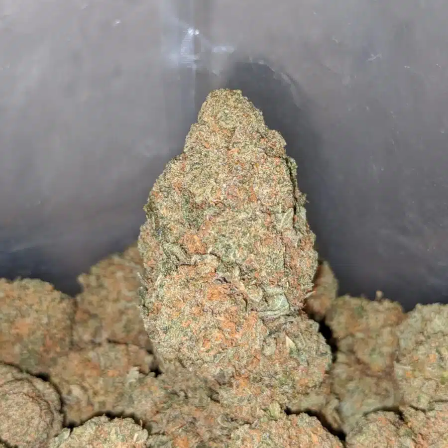 cream pie 1 I Cream Pie