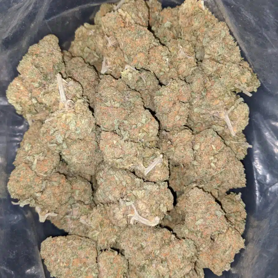 cream pie 2 I Cream Pie