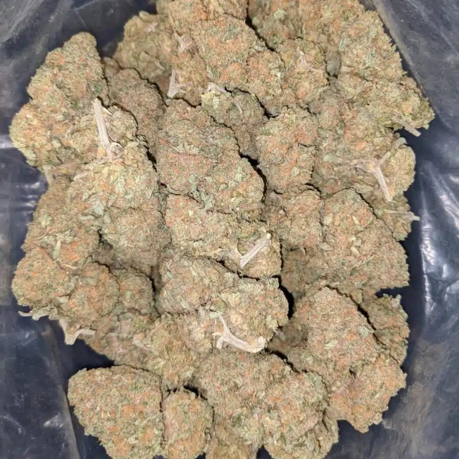 cream pie 3 I Cream Pie