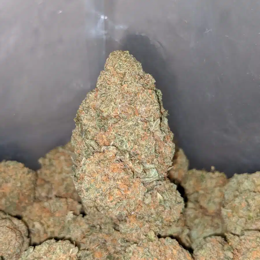 cream pie 4 I Cream Pie