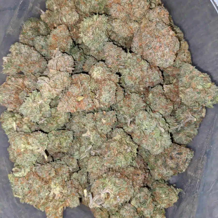 jelly bean 1 1 I $63 Oz - Jelly Bean