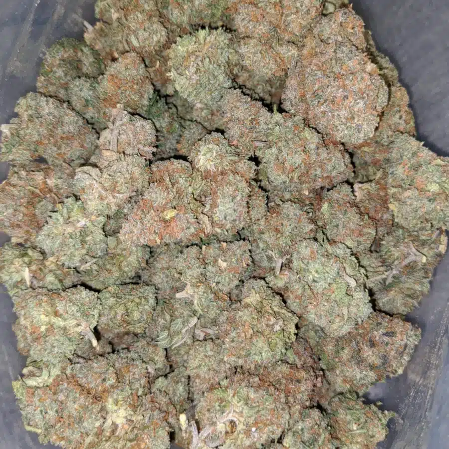 jelly bean 2 1 I $63 Oz - Jelly Bean