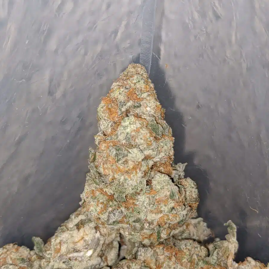 oreo cookies 4 I $ 71 Oz - Sunset Sherbert
