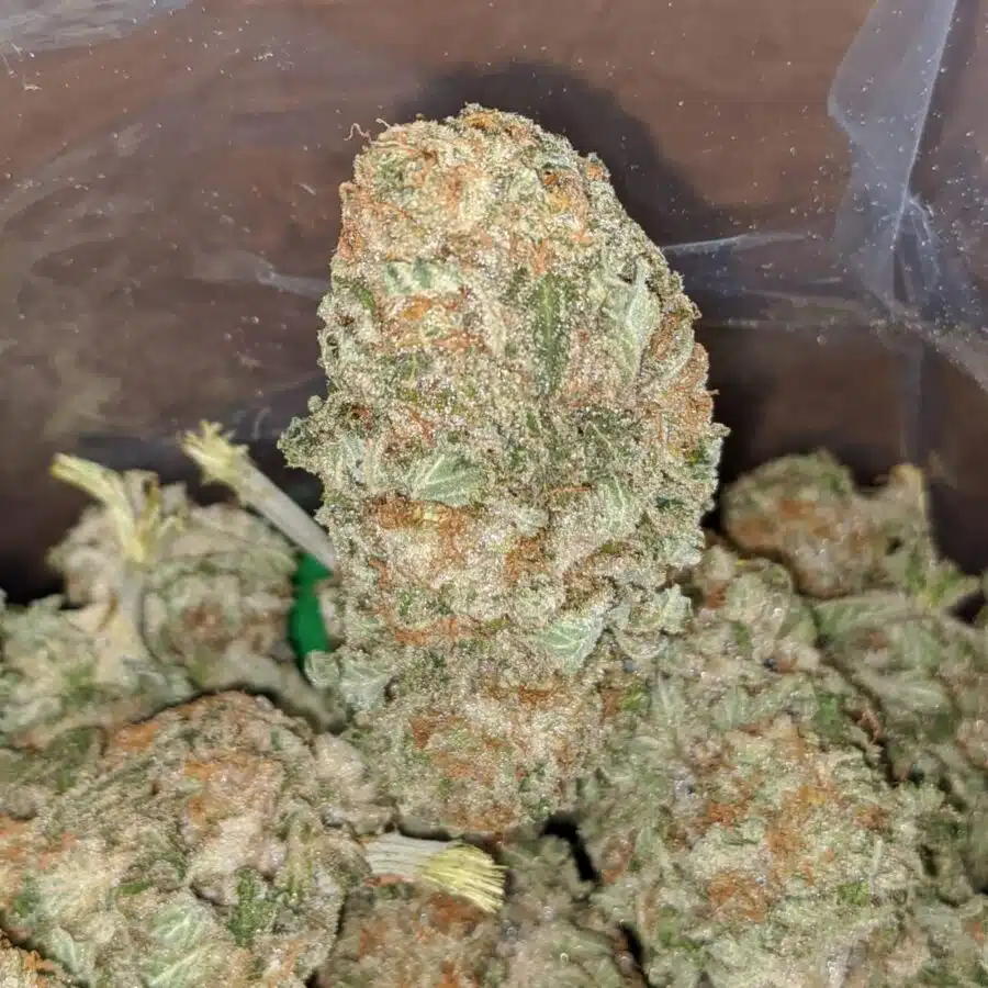 peaches cream 4 I $ 59 Oz - Peaches N Cream