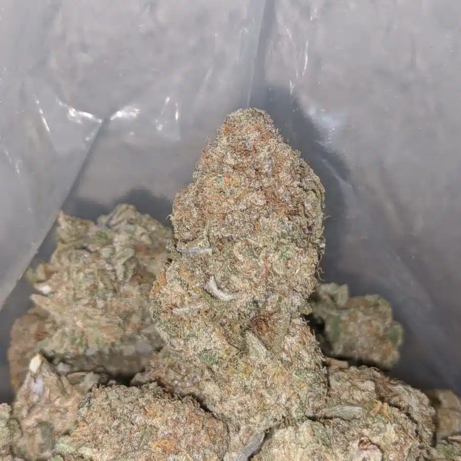 pineapple jack I Pineapple Jack