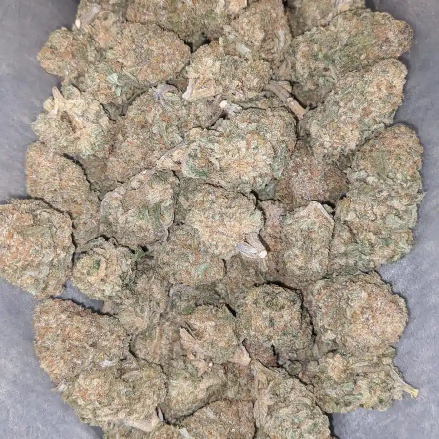 pineapple jack 1 I Pineapple Jack