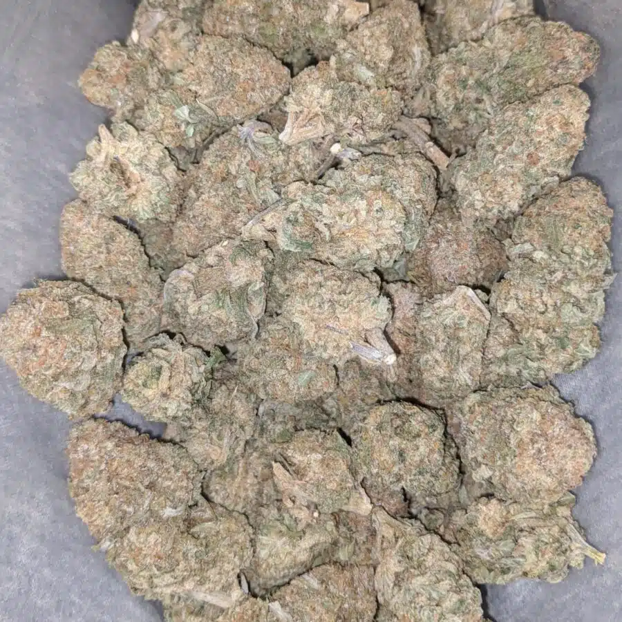 pineapple jack 2 I Pineapple Jack