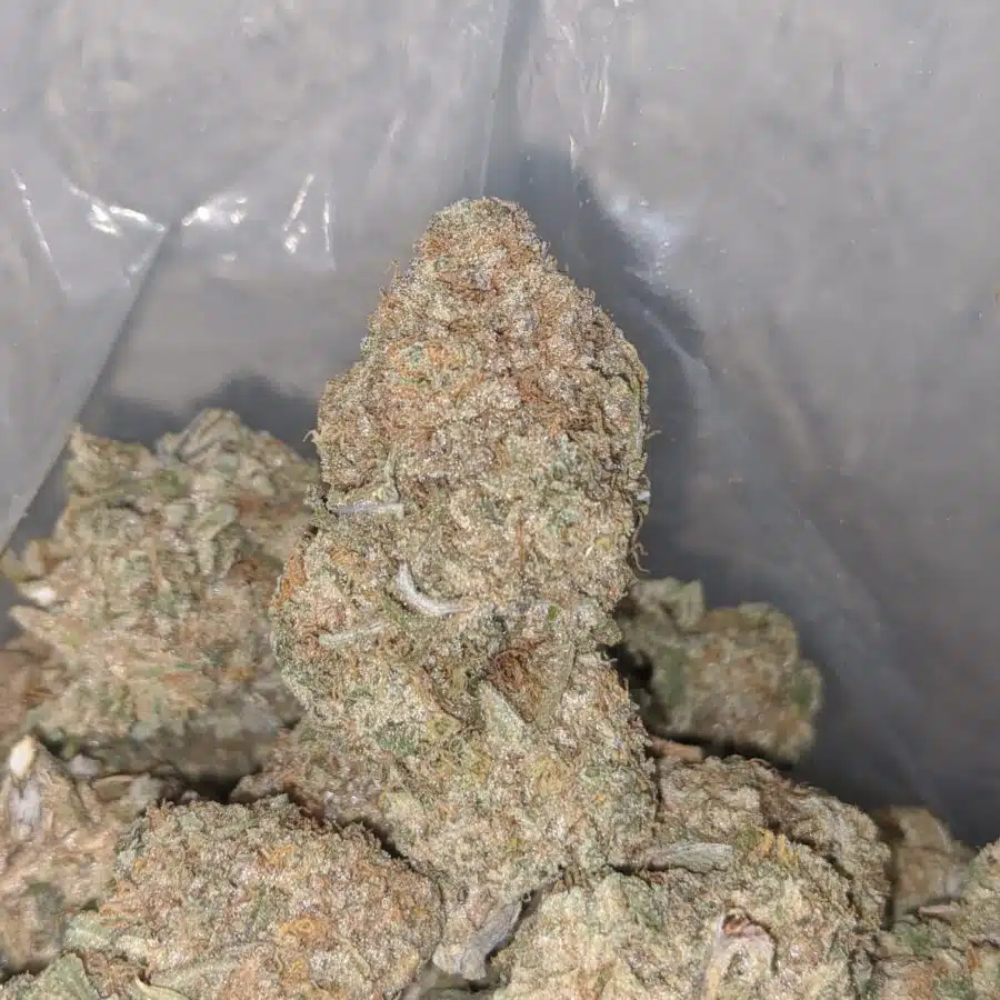 pineapple jack 3 I Pineapple Jack