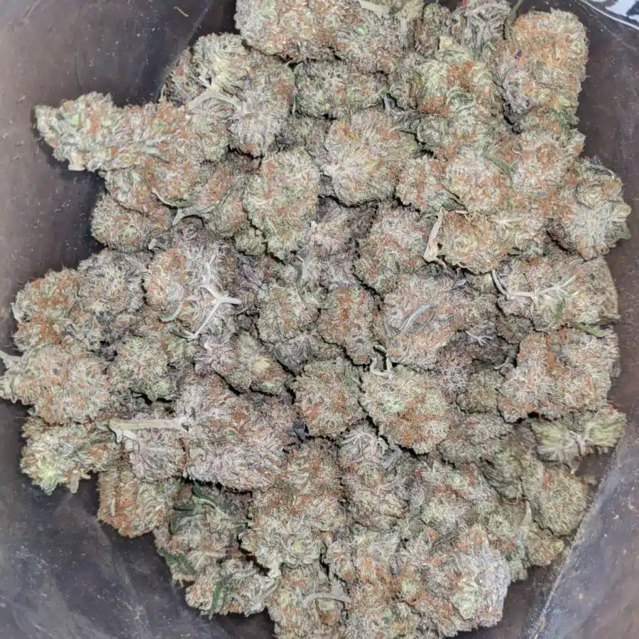 platinum berry 1 I Platinum Berry