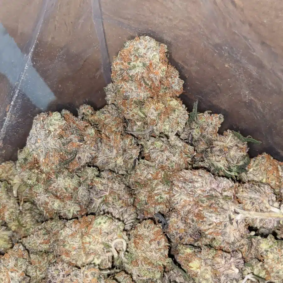 platinum berry 3 I Platinum Berry