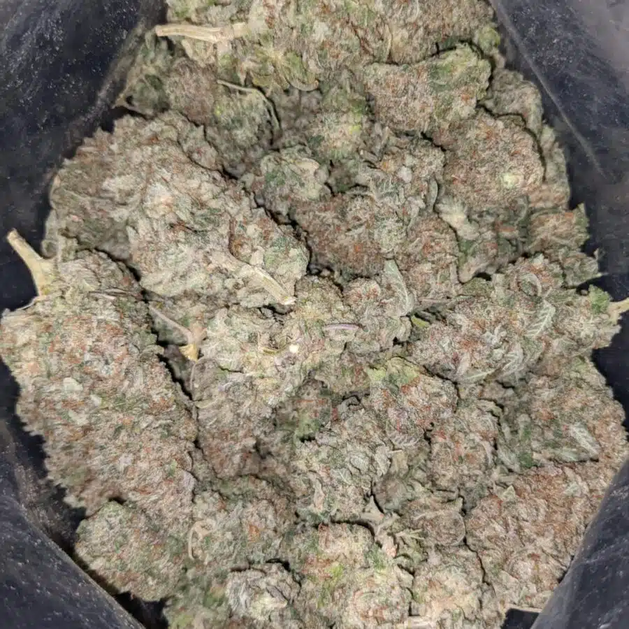 tonys miracle alien cookies 1 I Tony's Miracle Alien Cookies
