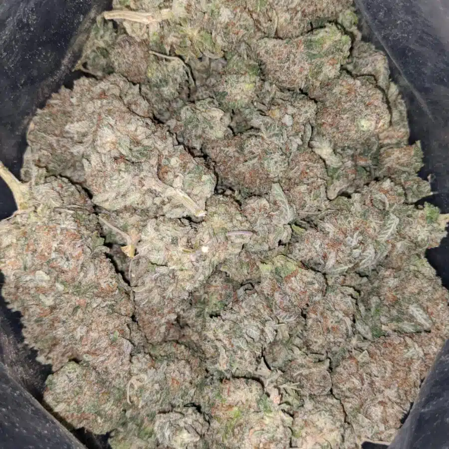 tonys miracle alien cookies 2 I Tony's Miracle Alien Cookies