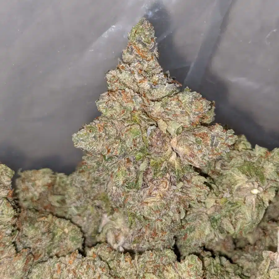 tonys purple kush 4 I Tony's Purple Kush