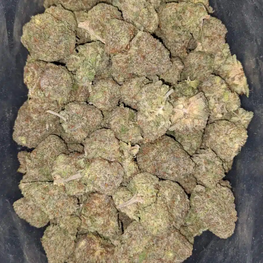 white durban 2 I White Durban