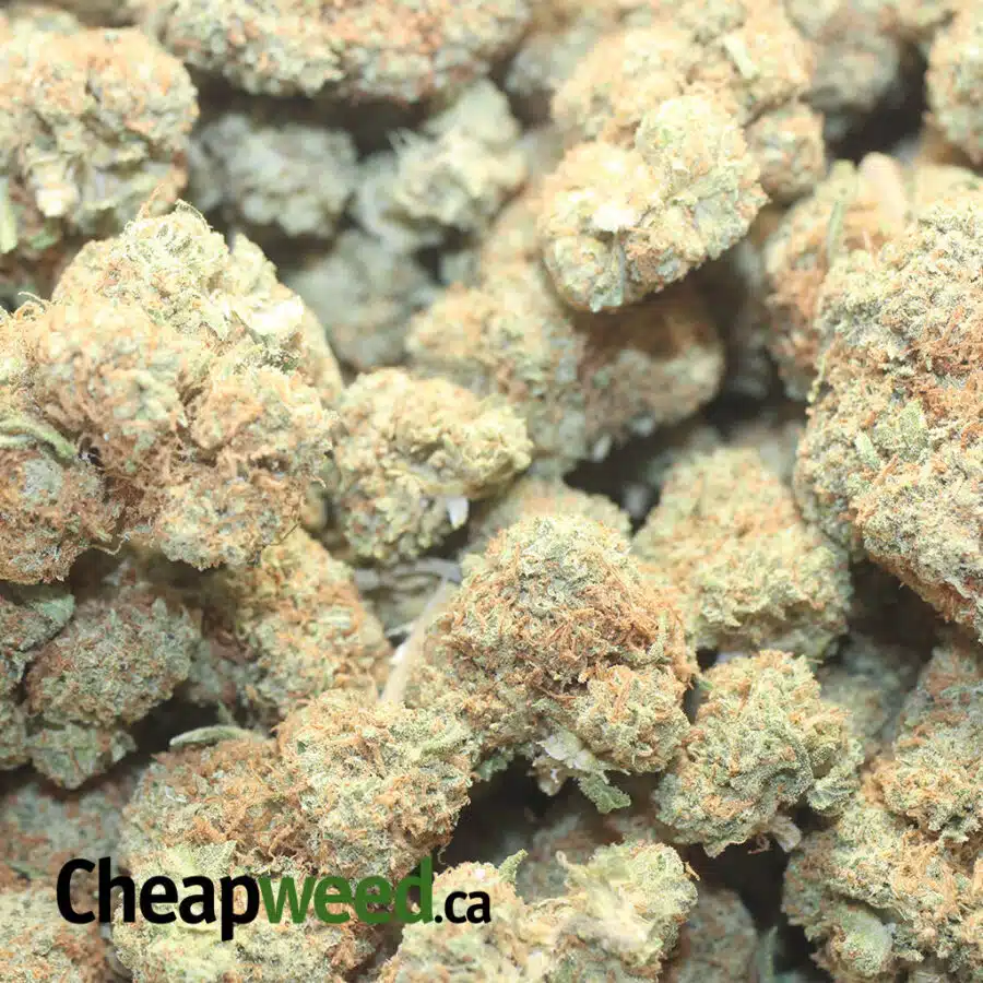 AGENT ORANGE DOD SMALLS 1 I Agent Orange - *Deal Of The Day* (Smalls)