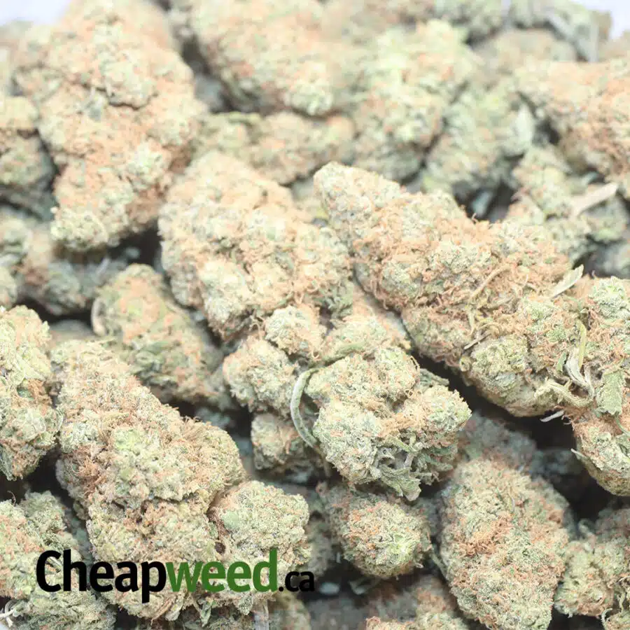 BBOMB DOD 1 I $ 57 Oz - Berry Bomb