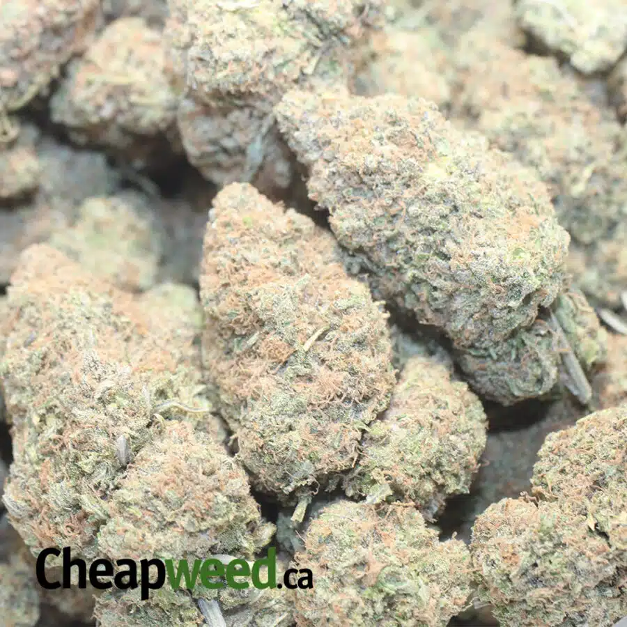BLACK CHERRY PUNHC 1 I Black Cherry Punch