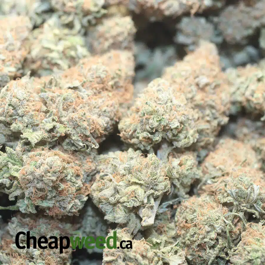 BLKBERRY DREAM 1 I Blackberry Dream