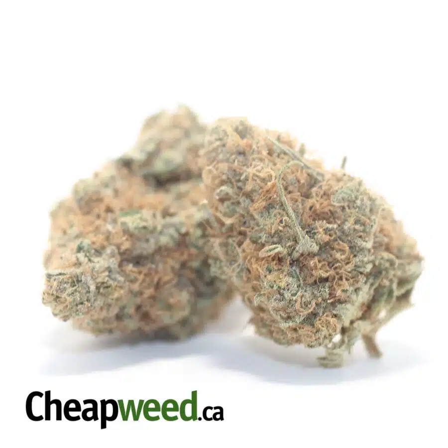 Alternative view of Blackberry Dream