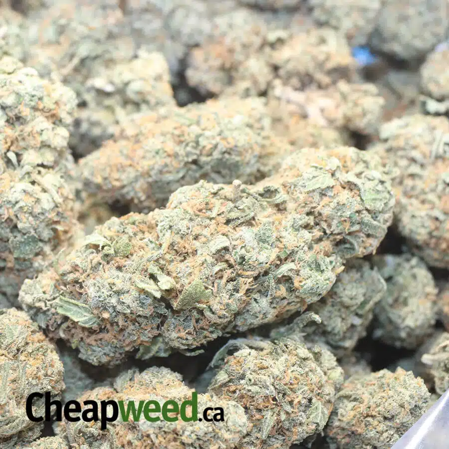 CHEMDAWG PG 1 I Chemdawg OG