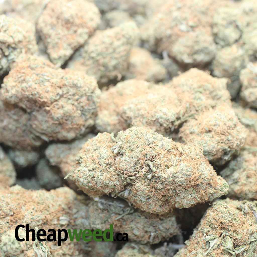 Chocolate Haze - *Deal Of The Day* - Image 3