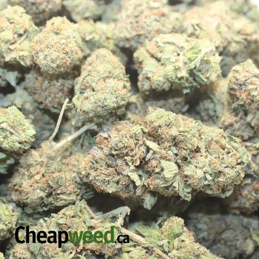 G GLUE 1 I $ 72 Oz - Predator Pink