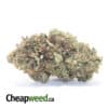 $ 72 Oz - Predator Pink