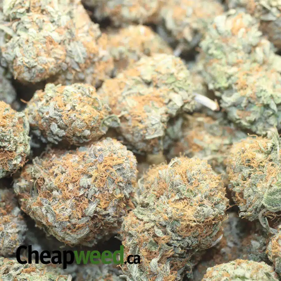 HONEY BUNZ 1 I $65 Oz - Honey Bunz