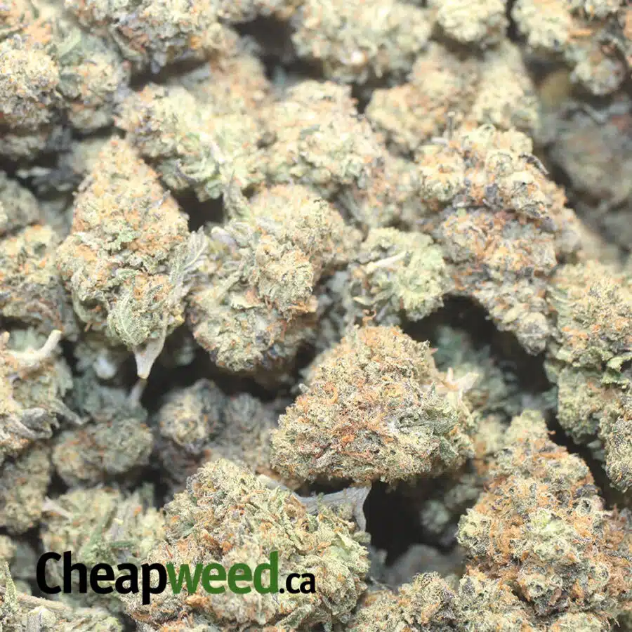 JACK DIESEL 1 I Jack Diesel