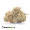 Jack Diesel
