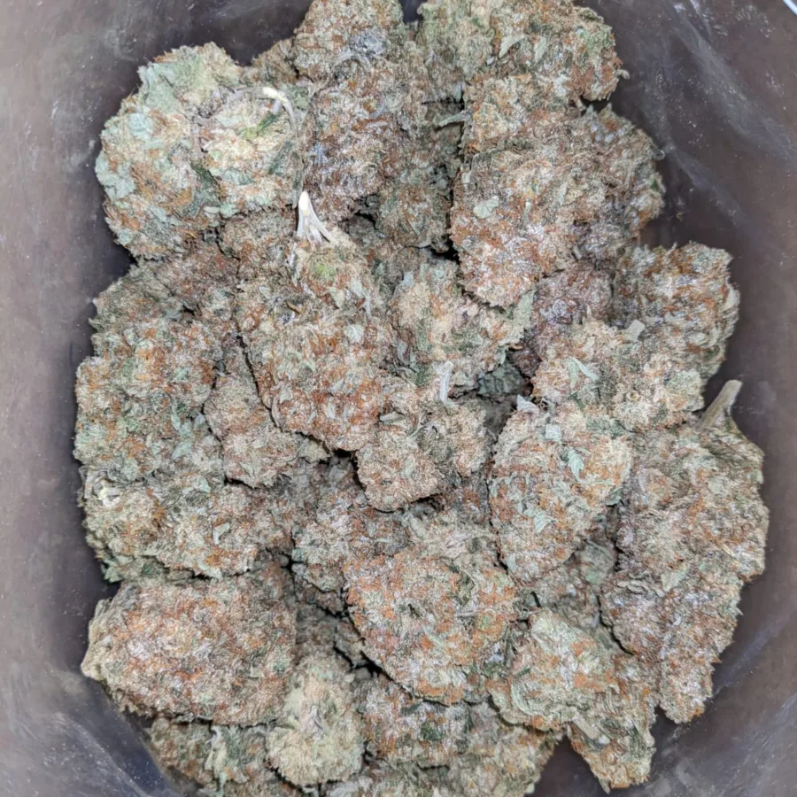 Jack Diesel