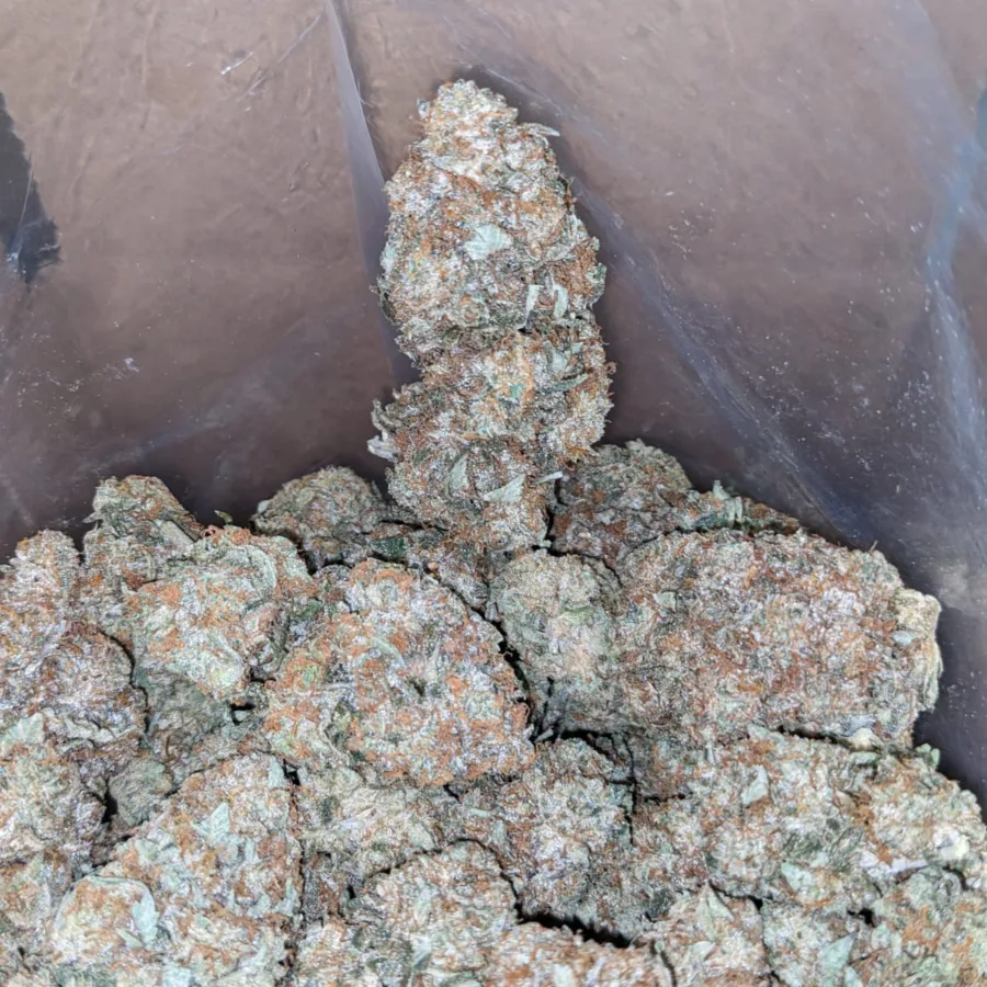 Alternative view of Jack Diesel