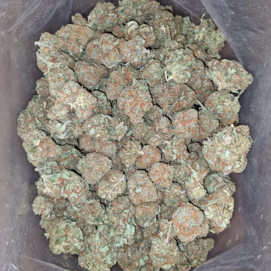 Kubbie kush 3 I Kubbie Kush