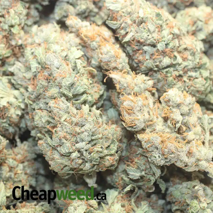 PINEAPPLE DIESEL 1 I Pineapple Diesel