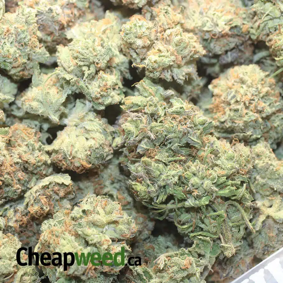 PLAT DOSI C 1 I Platinum DoSi Cookies